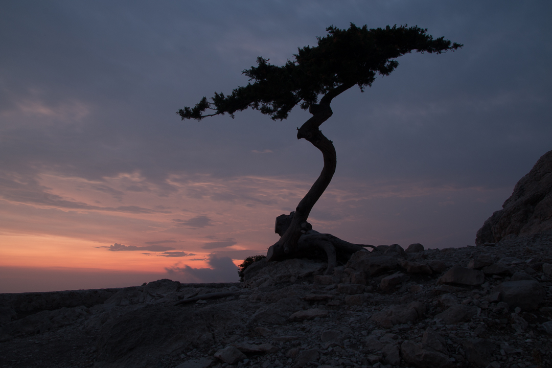 A tree on a hilltop after sunset