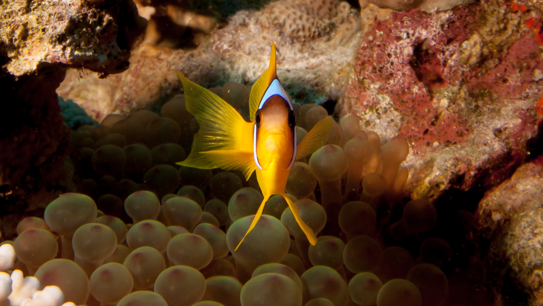 A clowfish peeking from anemones