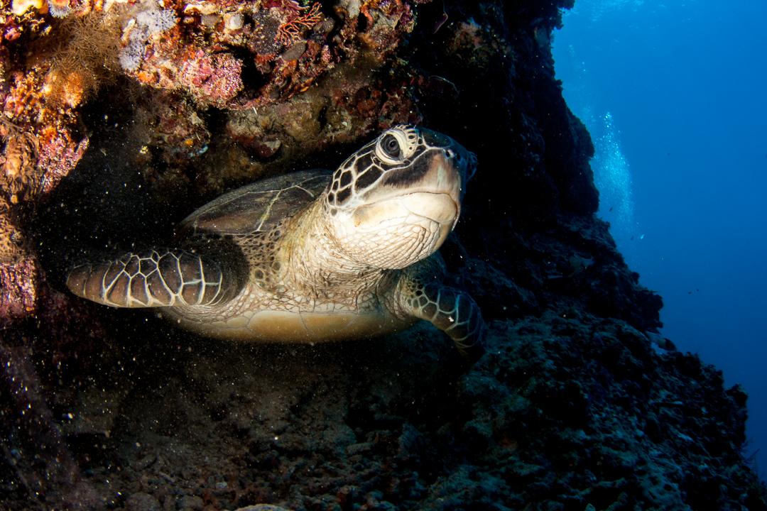 A turtle exiting a small cavern